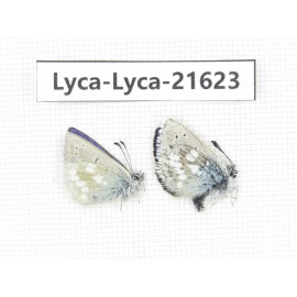 Albulina orbitula. China, Qinghai, Xunhua county, Mt.Dalijiashan. 2M. Lyca-Lyca-21623.