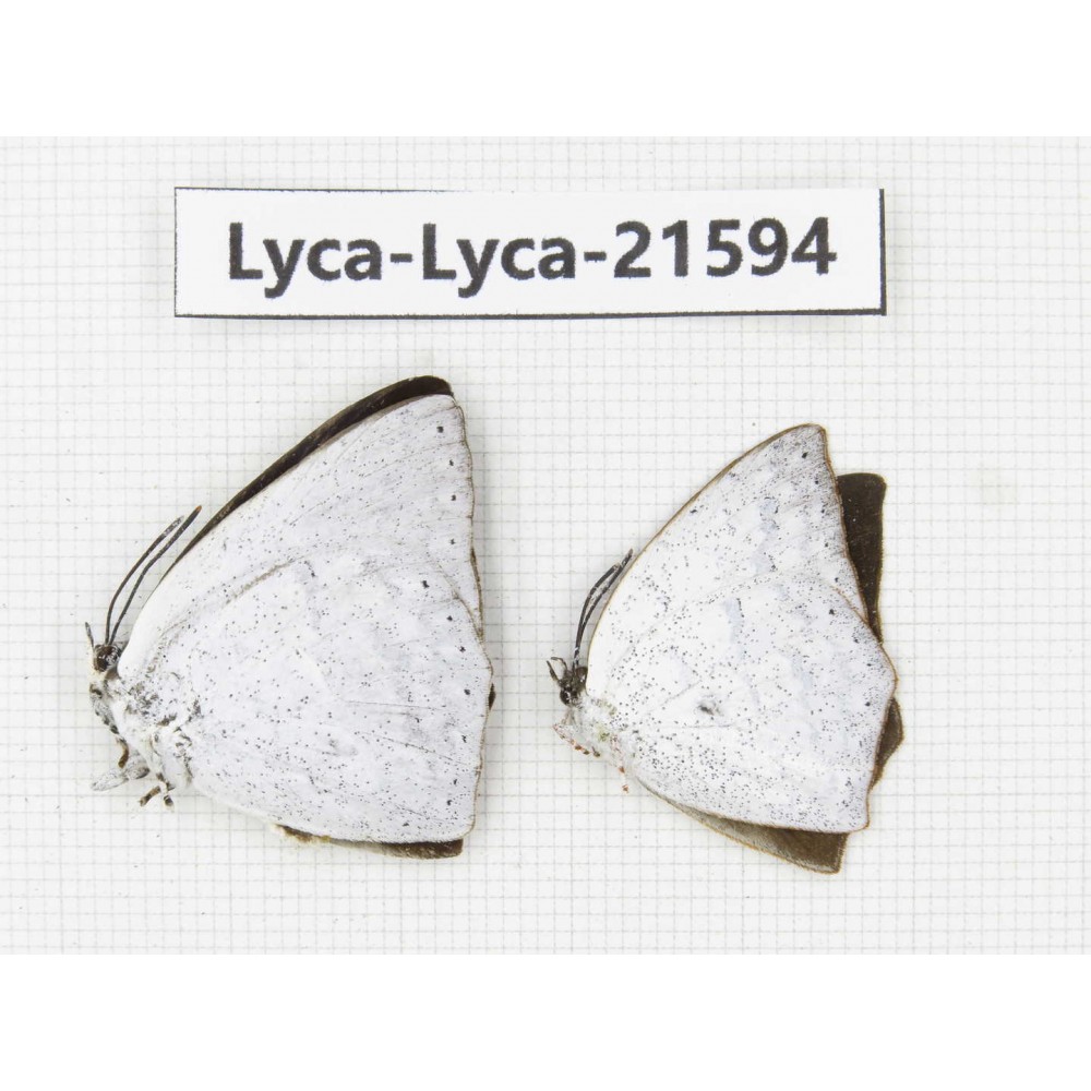 Curetis acuta. China, Sichuan, Baoxing county. 2M. Lyca-Lyca-21594.