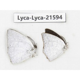 Curetis acuta. China, Sichuan, Baoxing county. 2M. Lyca-Lyca-21594.