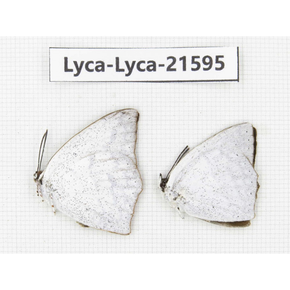Curetis acuta. China, Sichuan, Baoxing county. 2M. Lyca-Lyca-21595.