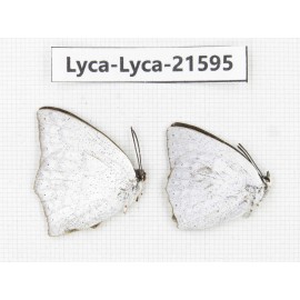 Curetis acuta. China, Sichuan, Baoxing county. 2M. Lyca-Lyca-21595.