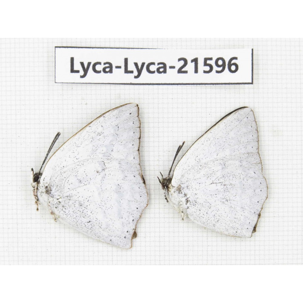 Curetis acuta. China, Sichuan, Baoxing county. 2M. Lyca-Lyca-21596.