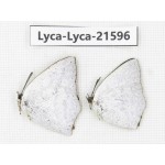 Curetis acuta. China, Sichuan, Baoxing county. 2M. Lyca-Lyca-21596.