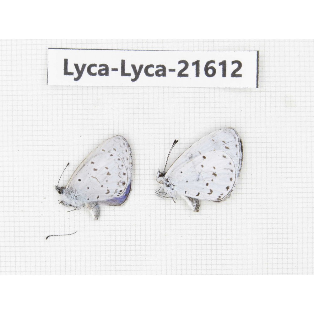 Celastrina sp. China, Sichuan, Baoxing county. 2M. Lyca-Lyca-21612.