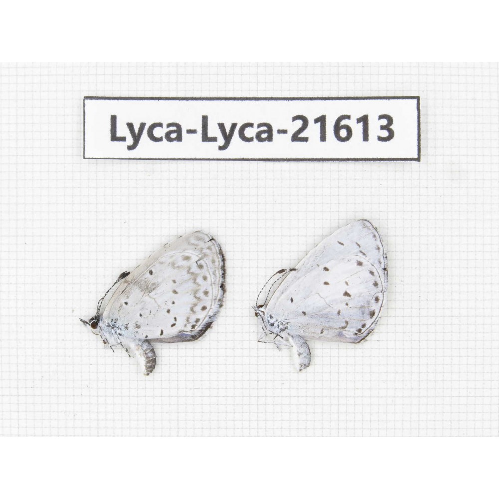 Celastrina sp. China, Sichuan, Baoxing county. 2M. Lyca-Lyca-21613.