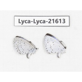 Celastrina sp. China, Sichuan, Baoxing county. 2M. Lyca-Lyca-21613.