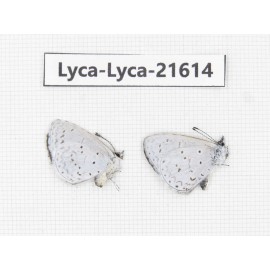 Celastrina sp. China, Sichuan, Baoxing county. 2M. Lyca-Lyca-21614.