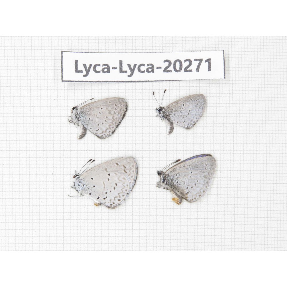 Celastrina sp. China, Sichuan, Batang county. 4M. Lyca-Lyca-20271.