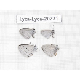Celastrina sp. China, Sichuan, Batang county. 4M. Lyca-Lyca-20271.