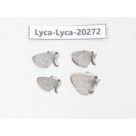 Celastrina sp. China, Sichuan, Batang county. 4M. Lyca-Lyca-20272.