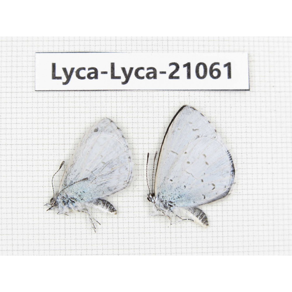 Celastrina sp. China, Sichuan, Batang county. 2M. Lyca-Lyca-21061.