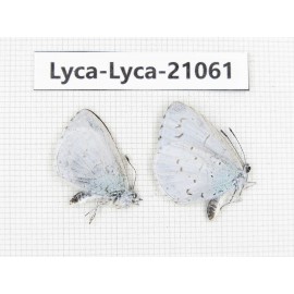 Celastrina sp. China, Sichuan, Batang county. 2M. Lyca-Lyca-21061.