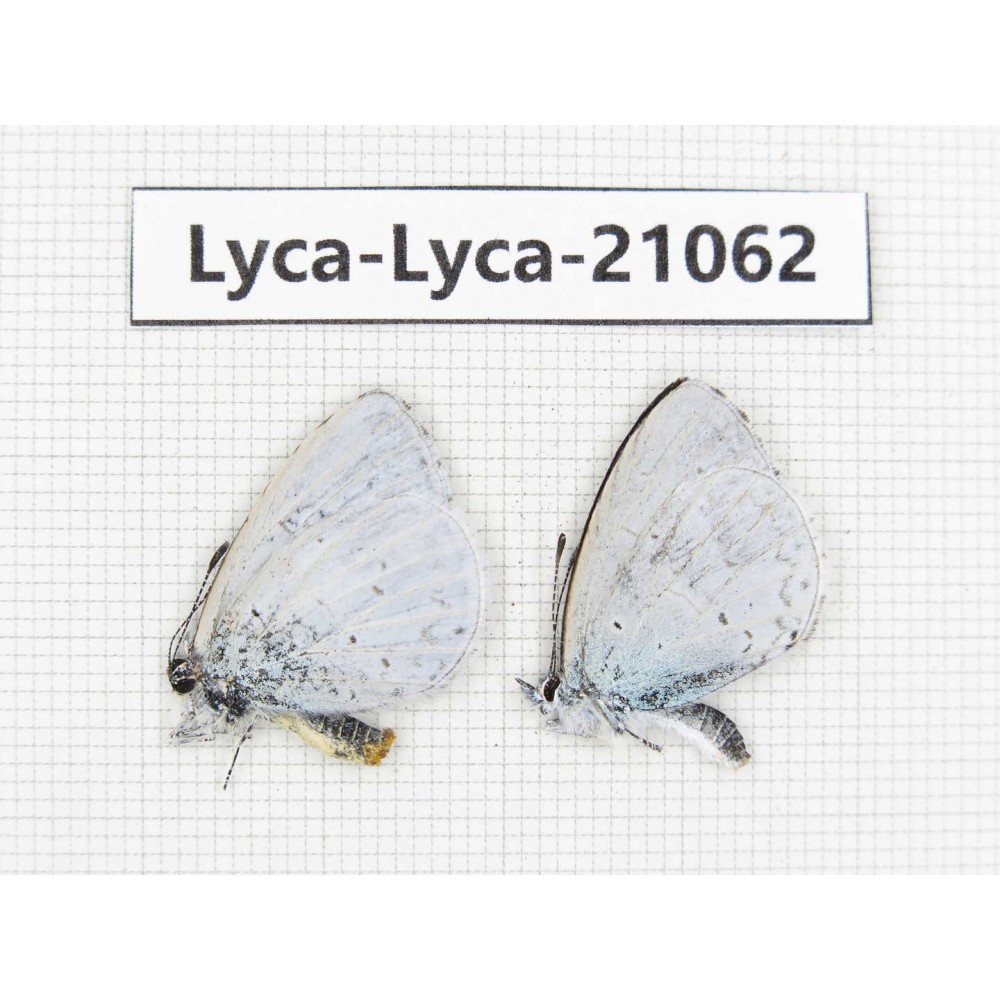 Celastrina sp. China, Sichuan, Batang county. 2M. Lyca-Lyca-21062.