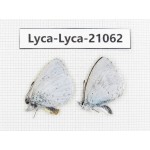 Celastrina sp. China, Sichuan, Batang county. 2M. Lyca-Lyca-21062.