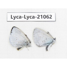 Celastrina sp. China, Sichuan, Batang county. 2M. Lyca-Lyca-21062.