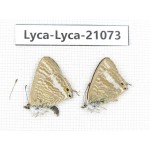 Lampides boeticus. China, Sichuan, Batang county. 1P. Lyca-Lyca-21073.