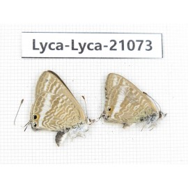 Lampides boeticus. China, Sichuan, Batang county. 1P. Lyca-Lyca-21073.