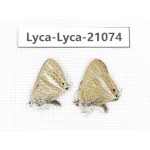 Lampides boeticus. China, Sichuan, Batang county. 1P. Lyca-Lyca-21074.