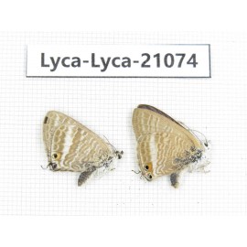 Lampides boeticus. China, Sichuan, Batang county. 1P. Lyca-Lyca-21074.