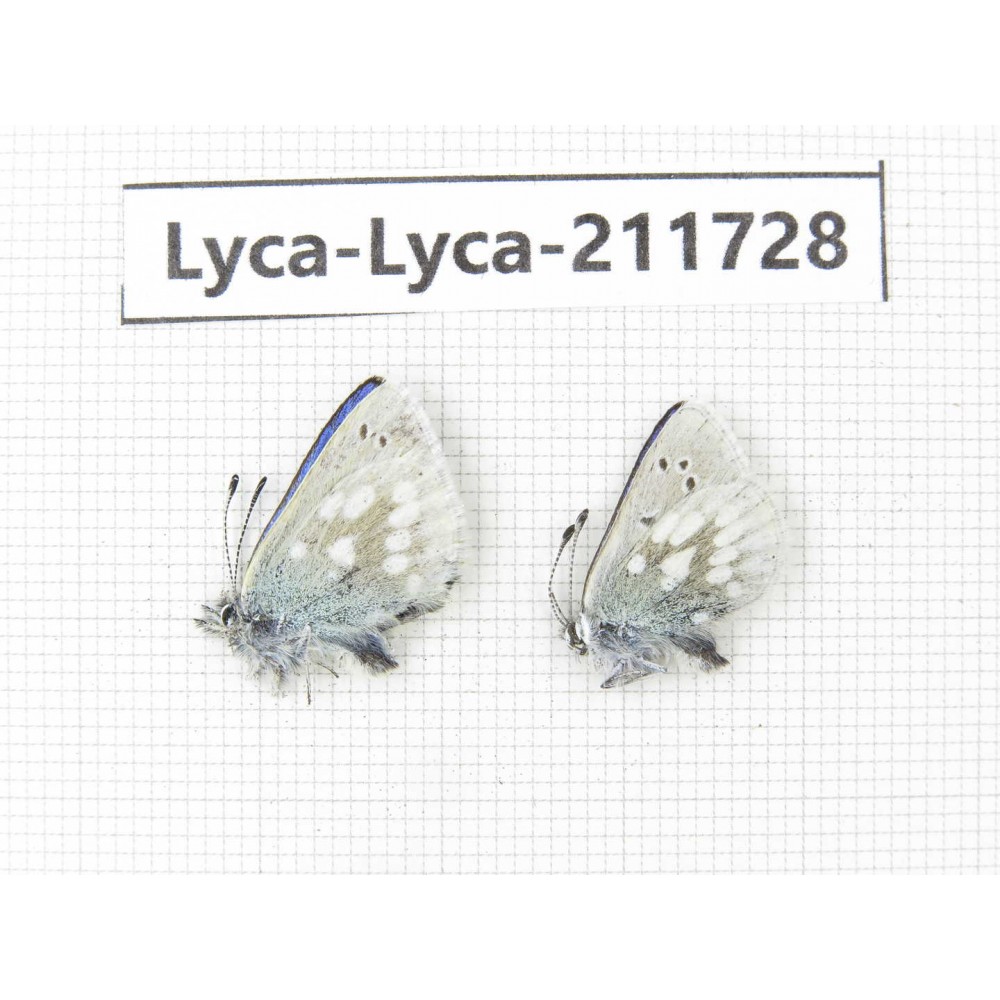Albulina orbitula. China, Sichuan, Ganzi area, Litang county. 2M. Lyca-Lyca-211728.