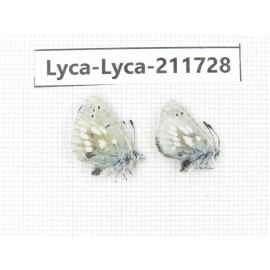 Albulina orbitula. China, Sichuan, Ganzi area, Litang county. 2M. Lyca-Lyca-211728.