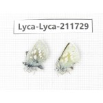 Albulina orbitula. China, Sichuan, Ganzi area, Litang county. 1P. Lyca-Lyca-211729.