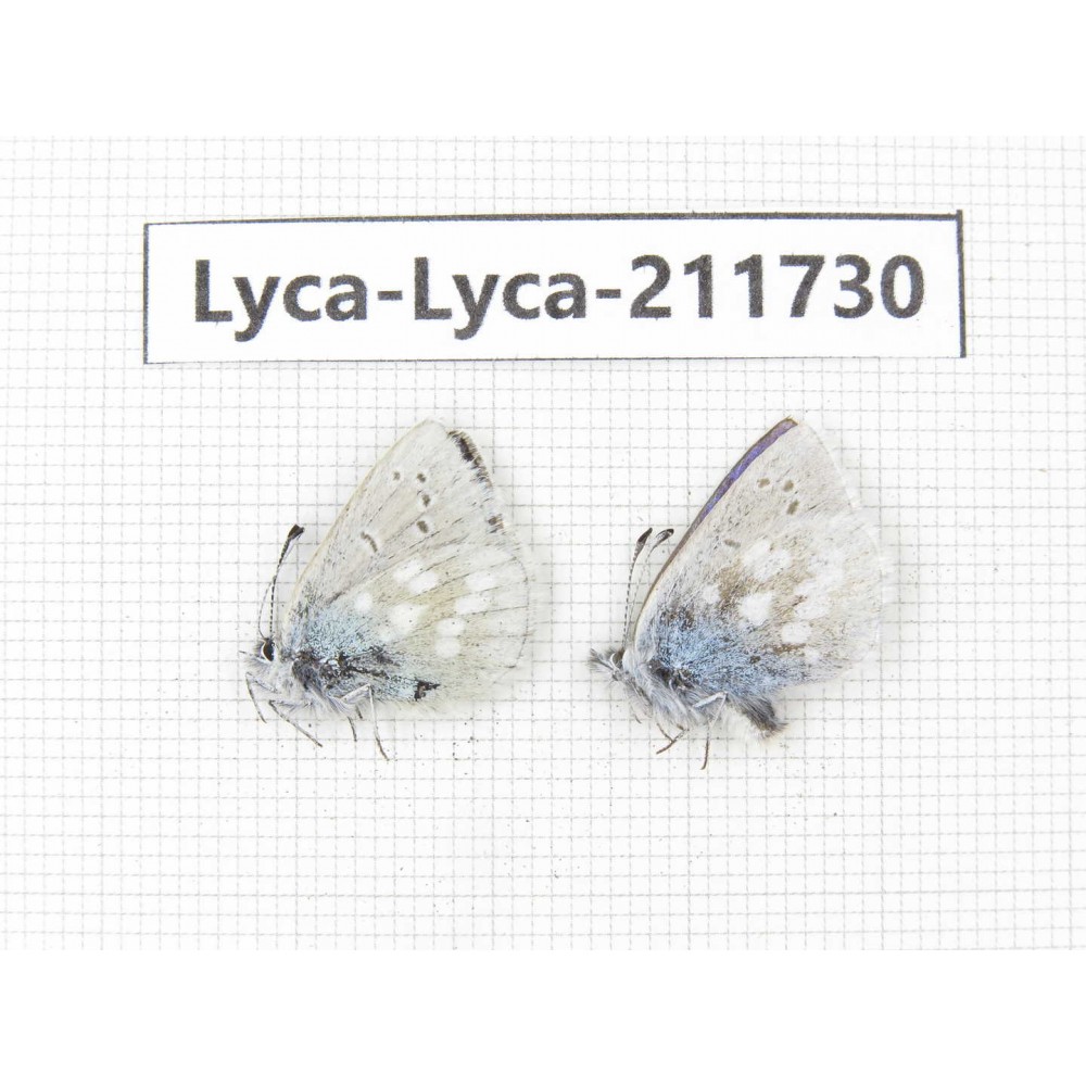 Albulina orbitula. China, Sichuan, Ganzi area, Litang county. 2M. Lyca-Lyca-211730.
