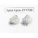 Albulina orbitula. China, Sichuan, Ganzi area, Litang county. 2M. Lyca-Lyca-211730.