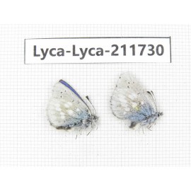 Albulina orbitula. China, Sichuan, Ganzi area, Litang county. 2M. Lyca-Lyca-211730.