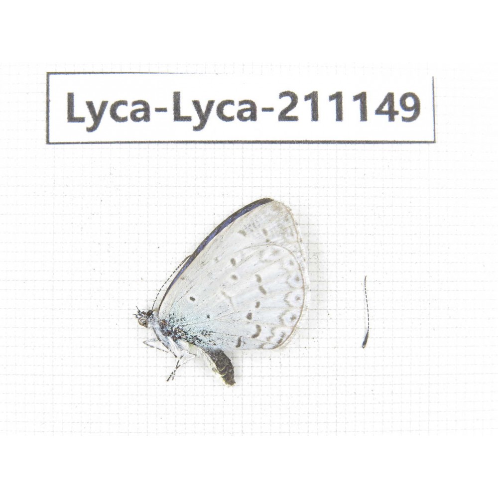 Celastrina morsheadi. China, Sichuan, Ganzi, Kangding, Mt.Zheduoshan. 1M. Lyca-Lyca-211149.