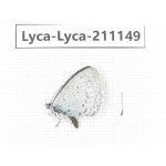 Celastrina morsheadi. China, Sichuan, Ganzi, Kangding, Mt.Zheduoshan. 1M. Lyca-Lyca-211149.