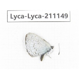 Celastrina morsheadi. China, Sichuan, Ganzi, Kangding, Mt.Zheduoshan. 1M. Lyca-Lyca-211149.