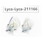Albulina orbitula. China, Sichuan, Ganzi, Kangding, Mt.Zheduoshan. 2M. Lyca-Lyca-211166.