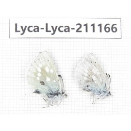 Albulina orbitula. China, Sichuan, Ganzi, Kangding, Mt.Zheduoshan. 2M. Lyca-Lyca-211166.