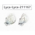 Albulina orbitula. China, Sichuan, Ganzi, Kangding, Mt.Zheduoshan. 2M. Lyca-Lyca-211167.