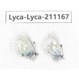 Albulina orbitula. China, Sichuan, Ganzi, Kangding, Mt.Zheduoshan. 2M. Lyca-Lyca-211167.