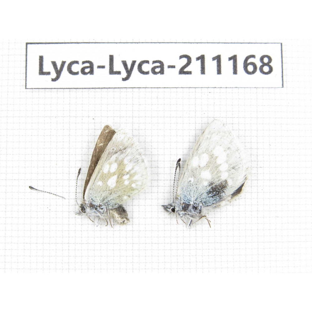 Albulina orbitula. China, Sichuan, Ganzi, Kangding, Mt.Zheduoshan. 1P. Lyca-Lyca-211168.