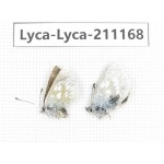 Albulina orbitula. China, Sichuan, Ganzi, Kangding, Mt.Zheduoshan. 1P. Lyca-Lyca-211168.