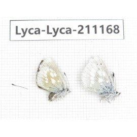 Albulina orbitula. China, Sichuan, Ganzi, Kangding, Mt.Zheduoshan. 1P. Lyca-Lyca-211168.