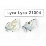 Albulina orbitula. China, Sichuan, Ganzi, Litang county, Mt.Haizishan. 2M. Lyca-Lyca-21004.