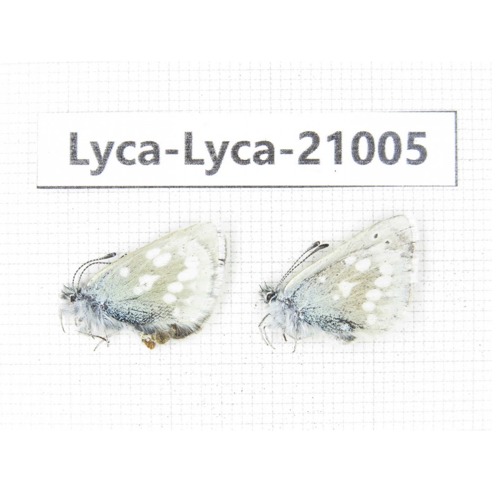 Albulina orbitula. China, Sichuan, Ganzi, Litang county, Mt.Haizishan. 2M. Lyca-Lyca-21005.