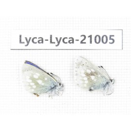 Albulina orbitula. China, Sichuan, Ganzi, Litang county, Mt.Haizishan. 2M. Lyca-Lyca-21005.