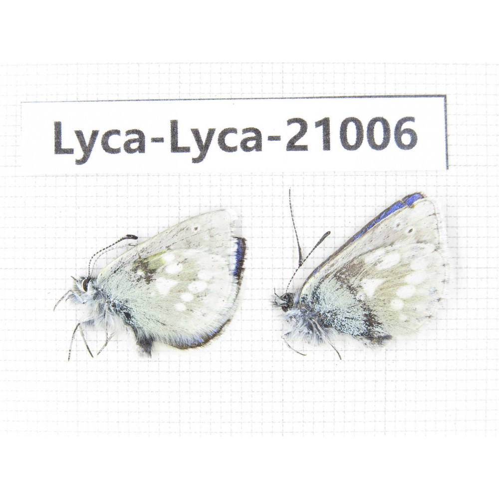 Albulina orbitula. China, Sichuan, Ganzi, Litang county, Mt.Haizishan. 2M. Lyca-Lyca-21006.