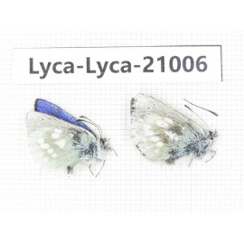 Albulina orbitula. China, Sichuan, Ganzi, Litang county, Mt.Haizishan. 2M. Lyca-Lyca-21006.