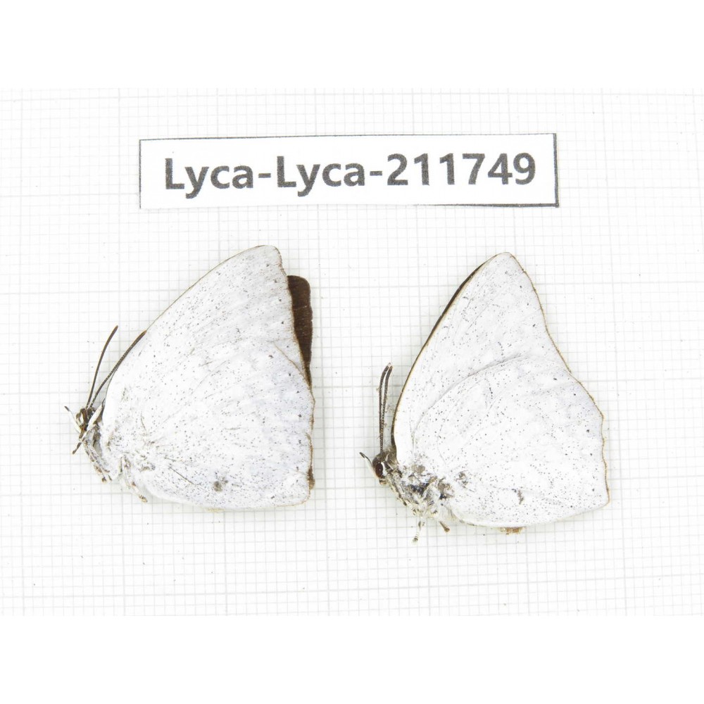 Curetis acuta. China, Sichuan, Liangshan, Dechang county. 2M. Lyca-Lyca-211749.
