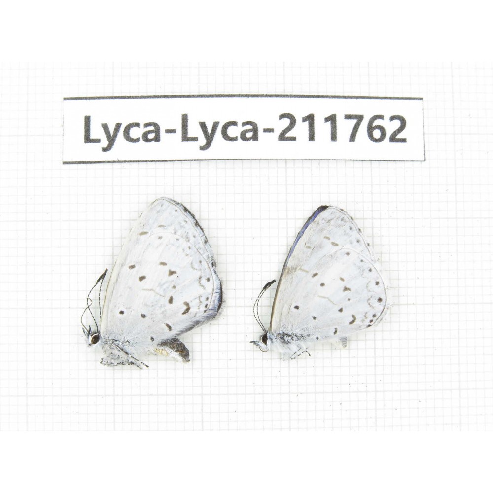 Celastrina sp. China, Sichuan, Liangshan, Dechang county. 2M. Lyca-Lyca-211762.