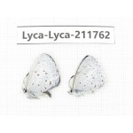 Celastrina sp. China, Sichuan, Liangshan, Dechang county. 2M. Lyca-Lyca-211762.