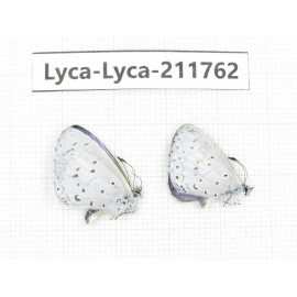 Celastrina sp. China, Sichuan, Liangshan, Dechang county. 2M. Lyca-Lyca-211762.