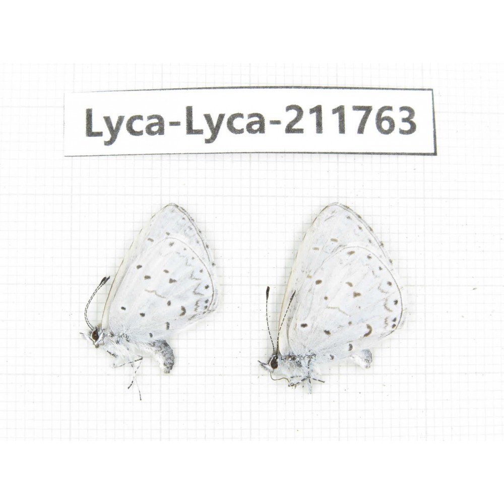 Celastrina sp. China, Sichuan, Liangshan, Dechang county. 2M. Lyca-Lyca-211763.