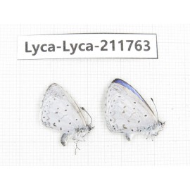 Celastrina sp. China, Sichuan, Liangshan, Dechang county. 2M. Lyca-Lyca-211763.